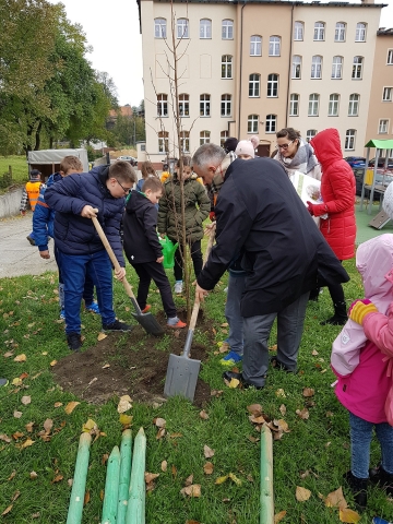 Dzień Drzewa w Wałbrzychu. W mieście zasadzą 1500 drzew - 3