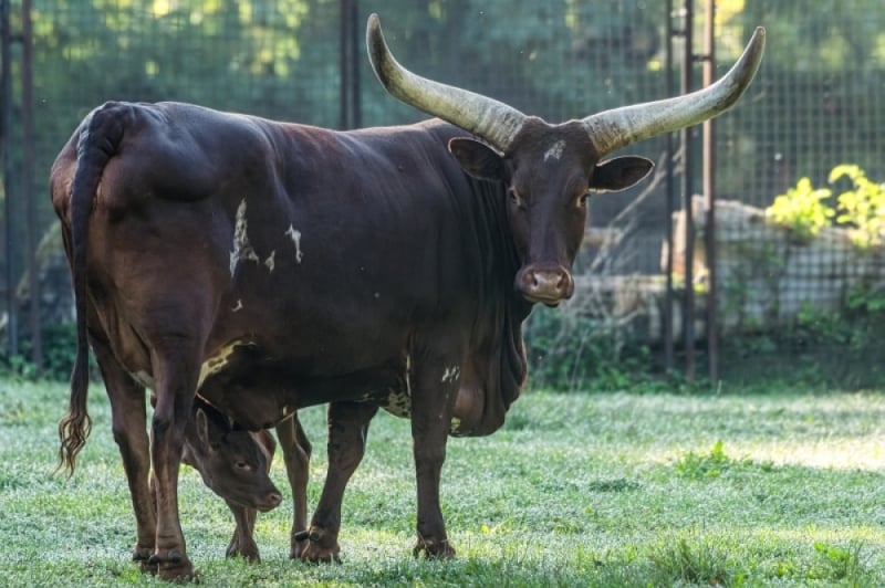 Ta krowa z Wrocławia ma największe(?!) rogi na świecie [ZDJĘCIA] - (fot. zoo we Wrocławiu)
