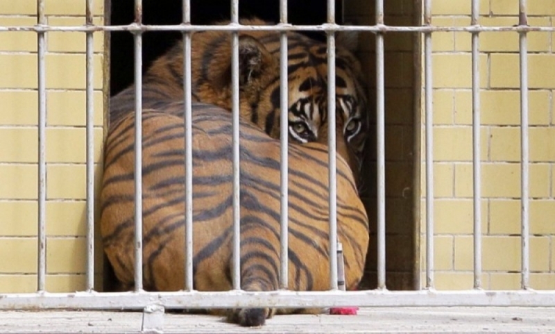 Wrocławskie zoo nie zaopiekuje się nielegalnie przewożonymi tygrysami [AKTUALIZACJA] - fot. archiwum radiowroclaw.pl
