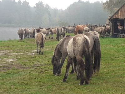 Potomkowie legendarnych koni pod Miliczem
