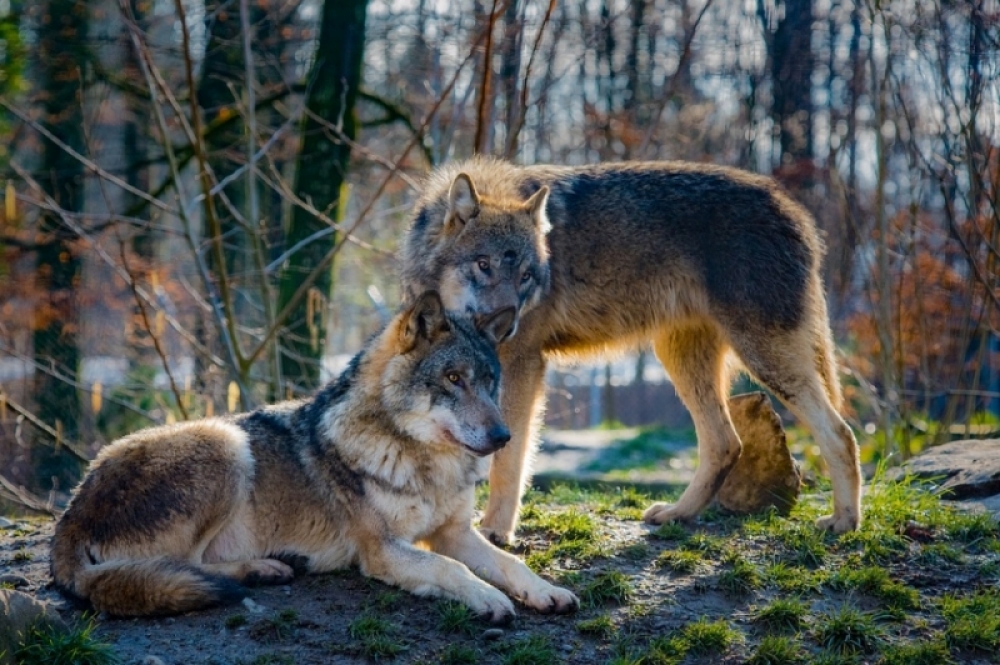 Wilki zadomowiły się w wałbrzyskich lasach - Zdjęcie ilustracyjne (Pixabay)