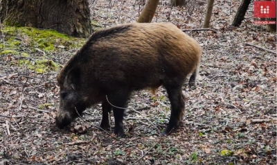 Wrocław: Opowiedzą o dzikich zwierzętach, które mieszkają obok nas