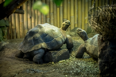 Wrocławskie zoo chwali się młodymi żółwiami - 1