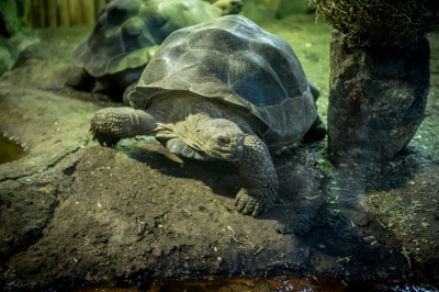 Wrocławskie zoo chwali się młodymi żółwiami - 2