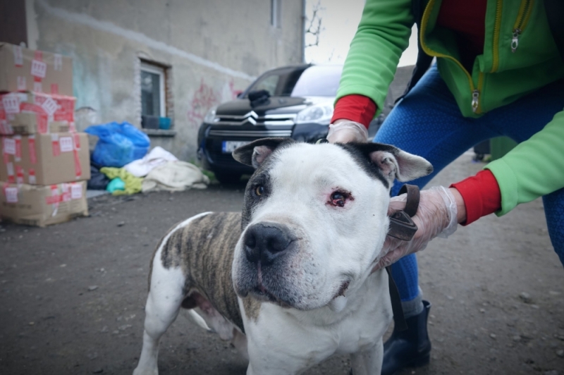 Zamiast iść do weterynarza, postanowił sam "wyleczyć" swojego psa - fot. Beata Makowska