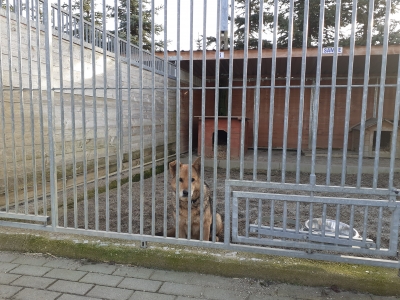 Radio Wrocław na czterech łapach. Przyjdźcie do nas i pomóżcie zwierzakom!  - 2