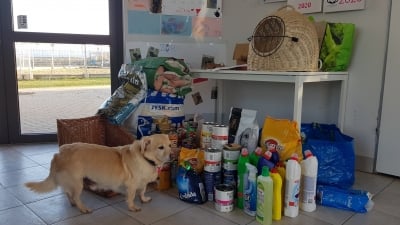 Razem z Wami pomogliśmy bezpańskim zwierzętom [ZDJĘCIA] - 5