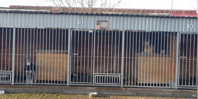 Razem z Wami pomogliśmy bezpańskim zwierzętom [ZDJĘCIA]