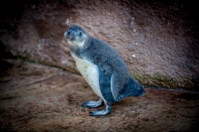 Słodki jak... malutki pingwinek. Wrocławskie zoo pokazało najmłodszego mieszkańca [ZDJĘCIA] - 1