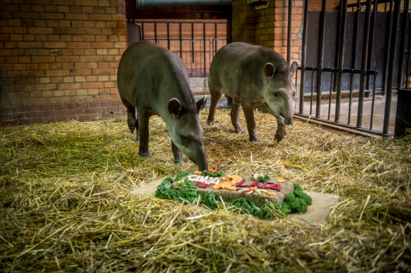 Tort dla tapira. Tak w zoo świętowali urodziny [FOTO] - zdjęcia: Andrzej Owczarek