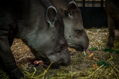 Tort dla tapira. Tak w zoo świętowali urodziny [FOTO] - 0