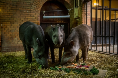 Tort dla tapira. Tak w zoo świętowali urodziny [FOTO] - 3