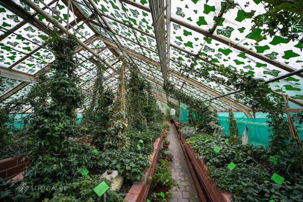 Po 65 latach szklarnie Ogrodu Botanicznego przejdą gruntowny remont - fot. Facebook/Ogród Botaniczny Uniwersytetu Wrocławskiego