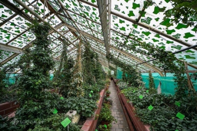 Po 65 latach szklarnie Ogrodu Botanicznego przejdą gruntowny remont