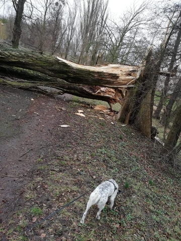 Wichura na Dolnym Śląsku. Około 500 interwencji straży pożarnej [AKTUALIZACJA] - 1