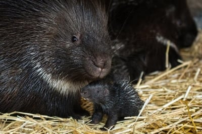 Nowi mieszkańcy wrocławskiego ZOO: Cztery młode jeżozwierze [ZOBACZ] - 0