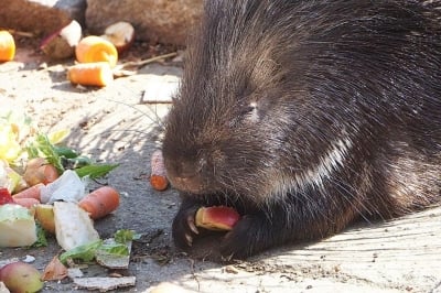 Nowi mieszkańcy wrocławskiego ZOO: Cztery młode jeżozwierze [ZOBACZ] - 1