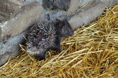 Nowi mieszkańcy wrocławskiego ZOO: Cztery młode jeżozwierze [ZOBACZ] - 2