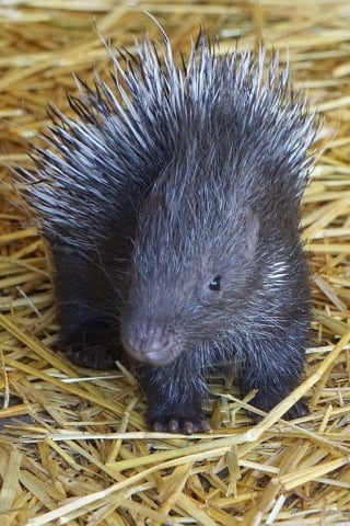 Nowi mieszkańcy wrocławskiego ZOO: Cztery młode jeżozwierze [ZOBACZ] - 3