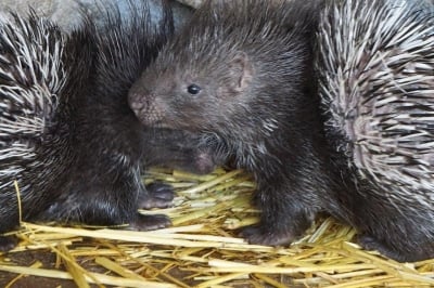 Nowi mieszkańcy wrocławskiego ZOO: Cztery młode jeżozwierze [ZOBACZ] - 4