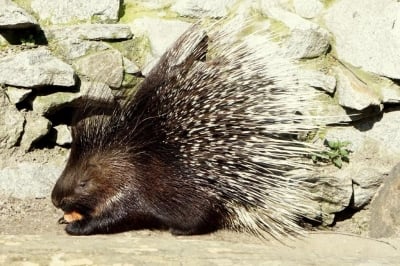 Nowi mieszkańcy wrocławskiego ZOO: Cztery młode jeżozwierze [ZOBACZ] - 5