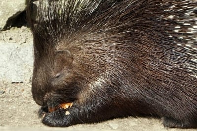 Nowi mieszkańcy wrocławskiego ZOO: Cztery młode jeżozwierze [ZOBACZ] - 6