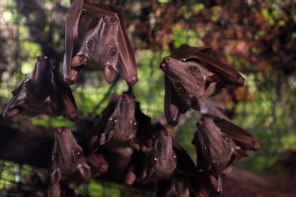 Latające łosie zamieszkały we wrocławskim ZOO - fot. ZOO Wrocław