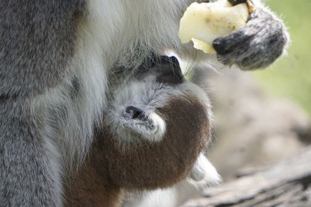 Baby boom we wrocławskim ZOO. Na świat przyszło kilkadziesiąt maluchów [ZDJĘCIA] - fot. mat. prasowe