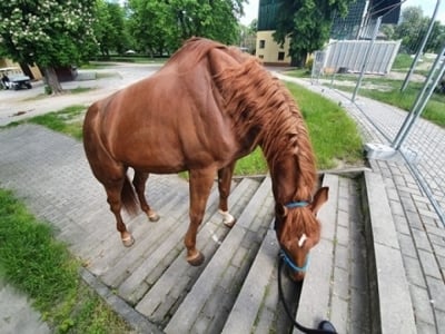 Ma końskie zdrowie i siłę spokoju. Poznaj nowego strażnika miejskiego