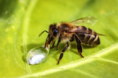 Ambasada Pszczół ratuje owady… przed nami