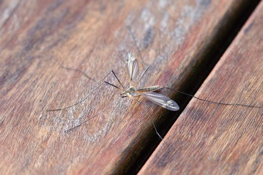 Wrocław walczy z komarami - fot. pixabay (zdjęcie ilustracyjne)