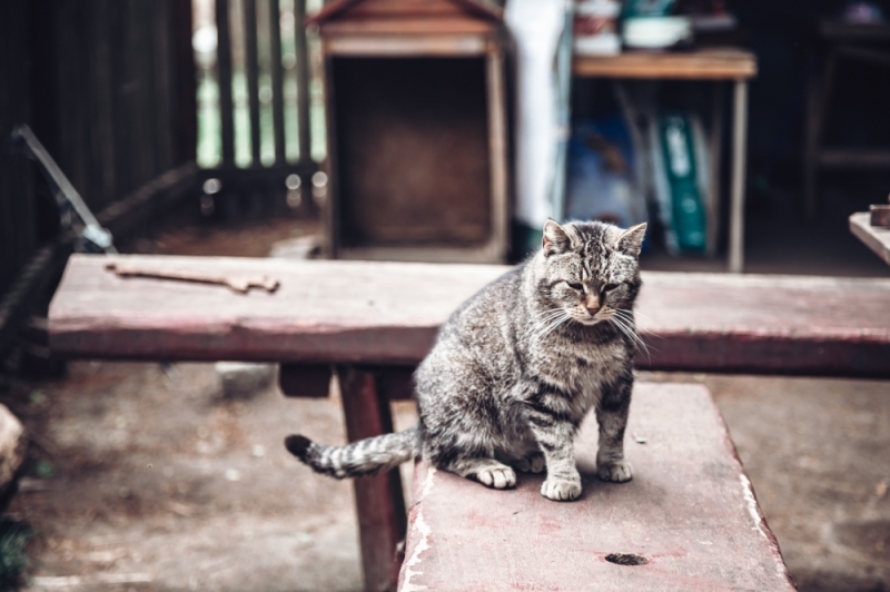 Wysyp kotów w schroniskach. Pilnie potrzebują domów - fot. Patrycja Dzwonkowska