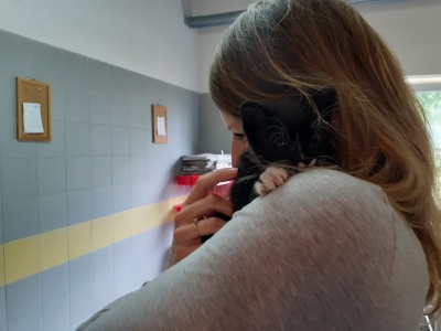 Wysyp kotów w schroniskach. Pilnie potrzebują domów - 2