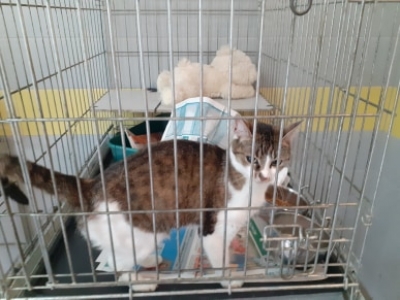Wysyp kotów w schroniskach. Pilnie potrzebują domów - 3