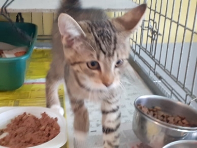 Wysyp kotów w schroniskach. Pilnie potrzebują domów - 4