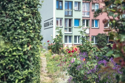 Wrocławskie żywopłoty hitem w sieci. Od 30 lat dba o nie lokator [ZDJĘCIA] - 9