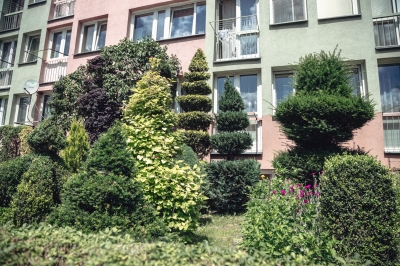 Wrocławskie żywopłoty hitem w sieci. Od 30 lat dba o nie lokator [ZDJĘCIA] - 12