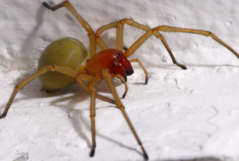 Inwazja jadowitych pająków na wrocławskim osiedlu - fot. Facebook