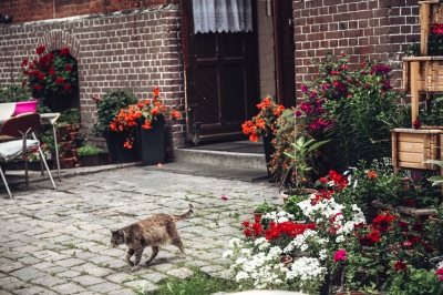 Czerwony jak cegła - Kampus Pracze Odrzańskie [FOTOSPACER] - 3