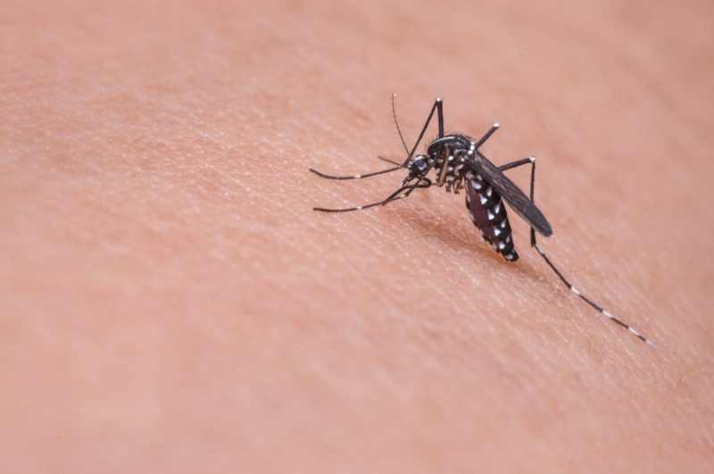 Plaga komarów we Wrocławiu - fot. Pixabay