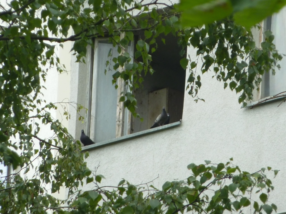 Było mieszkanie pełne kotów, teraz są gołębie. Sąsiedzi mają dość - fot. Słuchacz