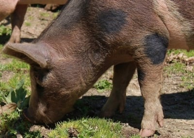 Czyż nie zabija się dzik&oacute;w? [POSŁUCHAJ]