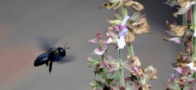 Po ponad 100 latach na Dolny Śląsk powróciła wyjątkowa pszczoła