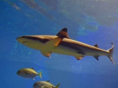 Wrocławskie Afrykarium nagrodzone