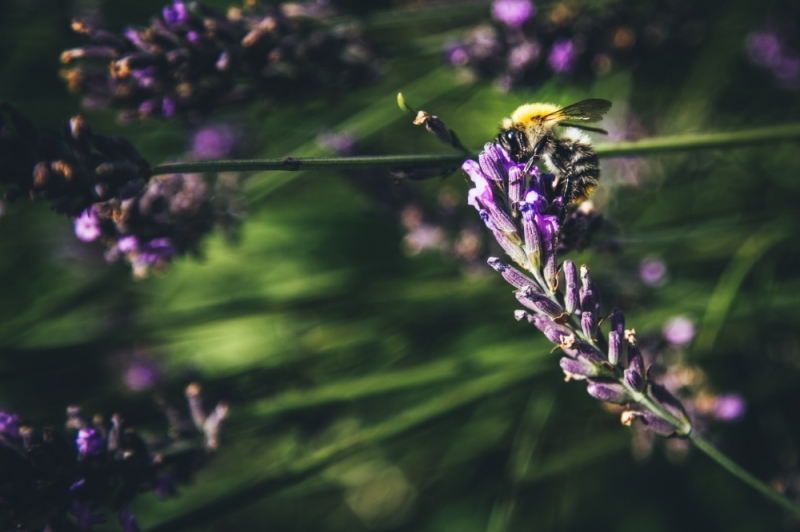 Chojnów: Pszczoły zagrożone. Wykryto zgnilca amerykańskiego - zdjęcie ilustracyjne: fot. Patrycja Dzwonkowska
