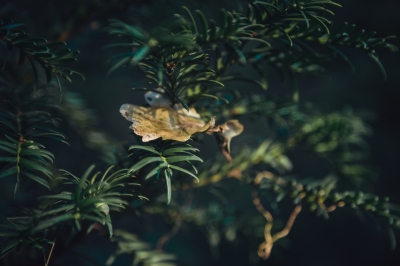 Pierwsze oznaki jesieni [FOTOSPACER] - 1