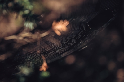 Pierwsze oznaki jesieni [FOTOSPACER] - 2