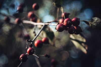 Pierwsze oznaki jesieni [FOTOSPACER] - 5