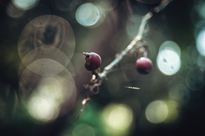 Pierwsze oznaki jesieni [FOTOSPACER] - 6