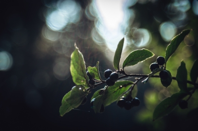 Pierwsze oznaki jesieni [FOTOSPACER] - 7